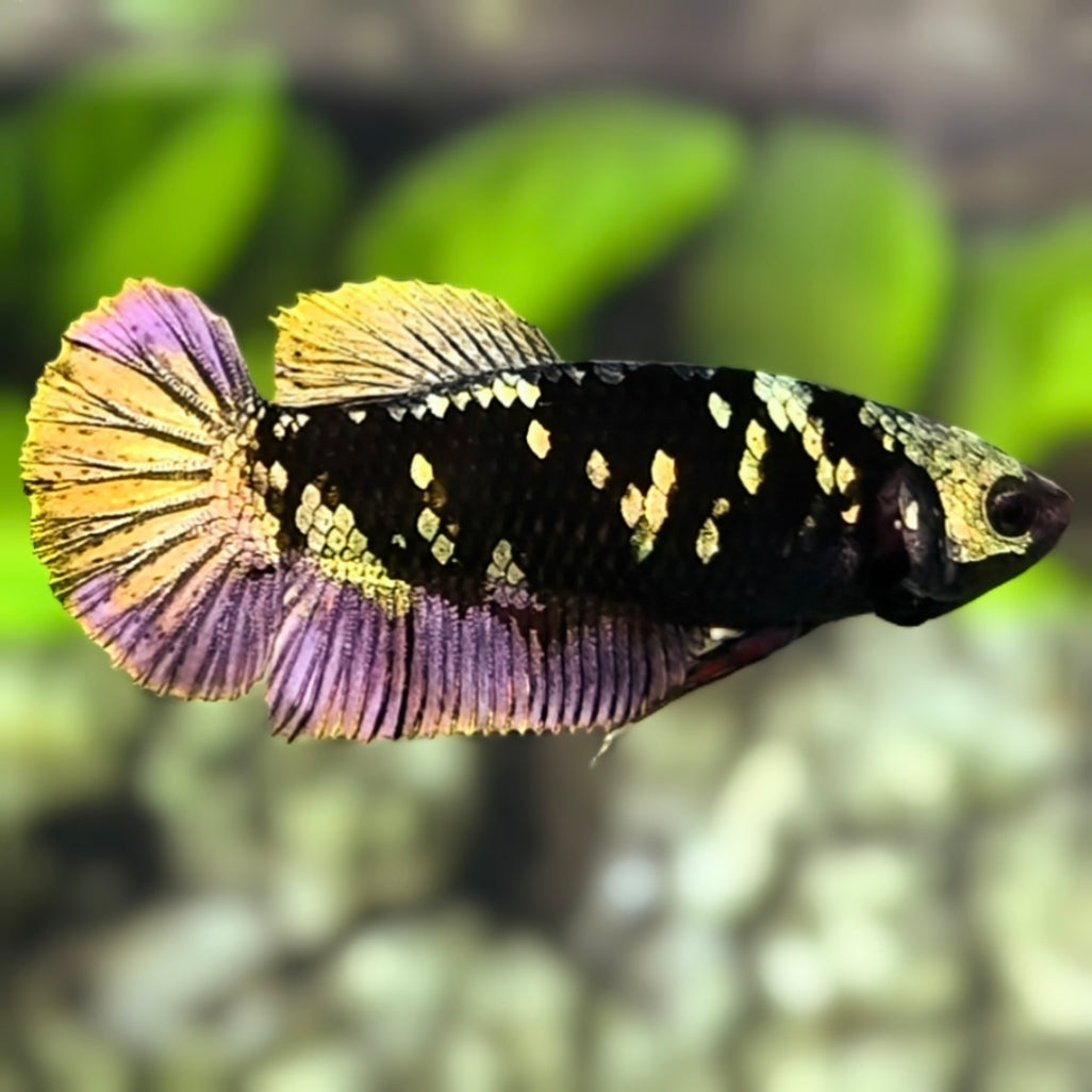 Avatar Blackstar Copper Gold HMPK Betta Fish Female For Sorority / Breed