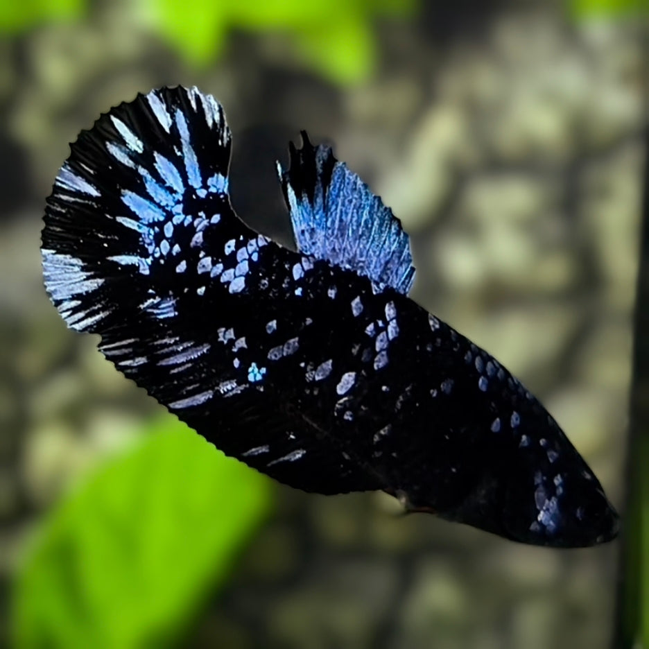 Avatar Blackstar Grey HMPK Betta Fish Female For Sorority / Breed