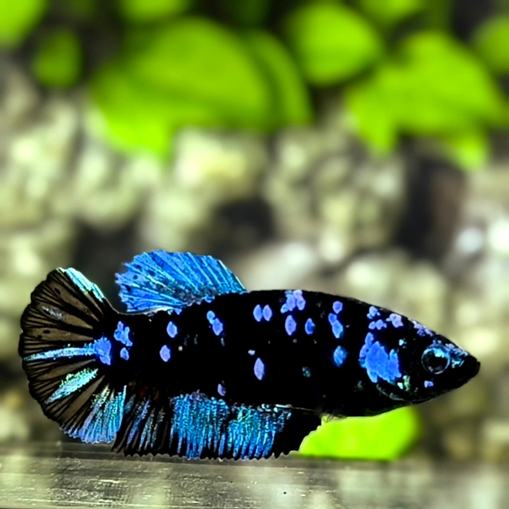Avatar Blackstar Turquoise HMPK Betta Fish Female For Sorority / Breed