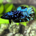 Avatar Blackstar Turquoise HMPK Betta Fish Female For Sorority / Breed