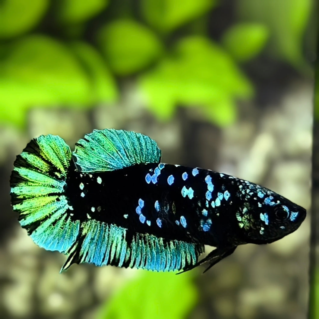 Avatar Blackstar Green HMPK Betta Fish Female For Sorority / Breed