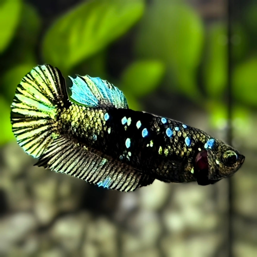 Avatar Blackstar Army Green HMPK Betta Fish Female For Sorority / Breed