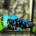 Avatar Blackstar Turquoise HMPK Betta Fish Female For Sorority / Breed