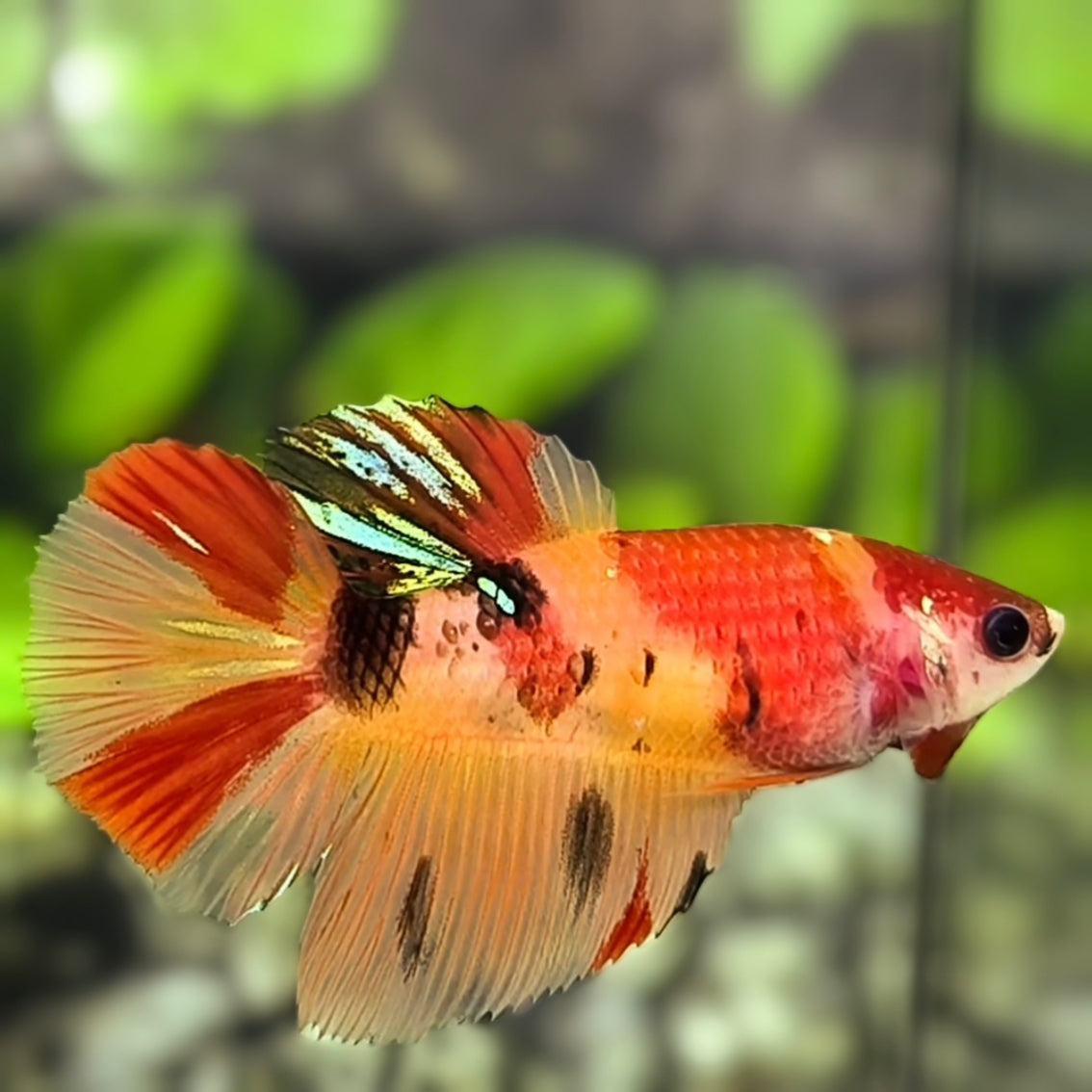 Nemo Koi Halfmoon Betta Fish Female For Sorority / Breed