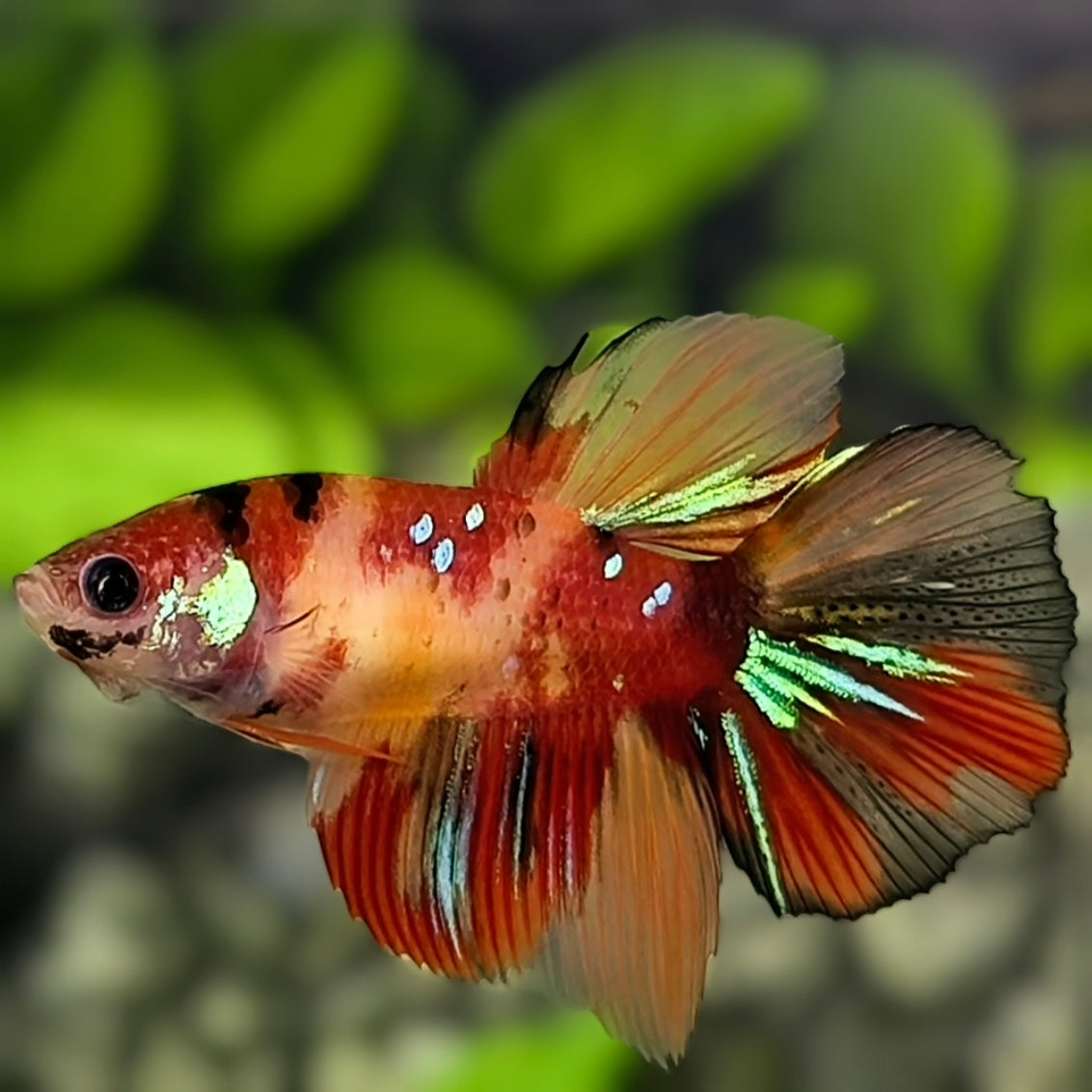 Nemo Koi Galaxy Halfmoon Betta Fish Female For Sorority / Breed