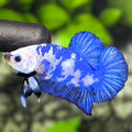 Blue Panda HMPK Betta Fish Male