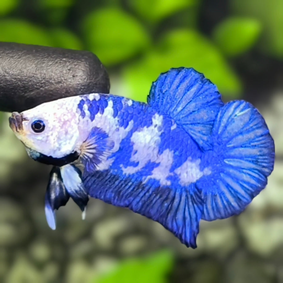 Blue Panda HMPK Betta Fish Male