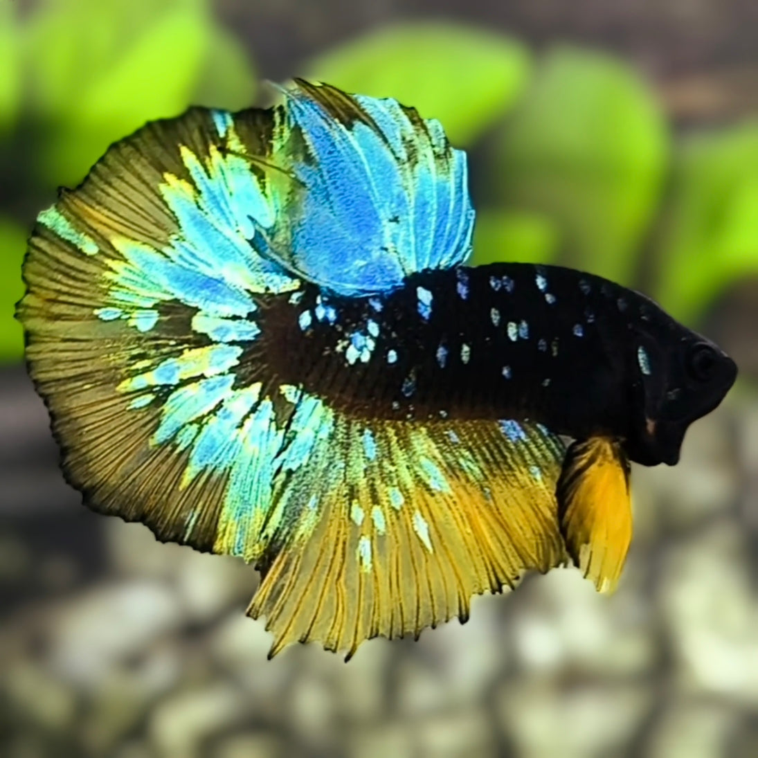 Junior Avatar Mustard Gass Halfmoon Betta Fish Male