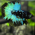 Junior Avatar Blackstar Turquoise Halfmoon Betta Fish Male