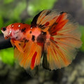 Nemo Koi Leopard Halfmoon Betta Fish Male