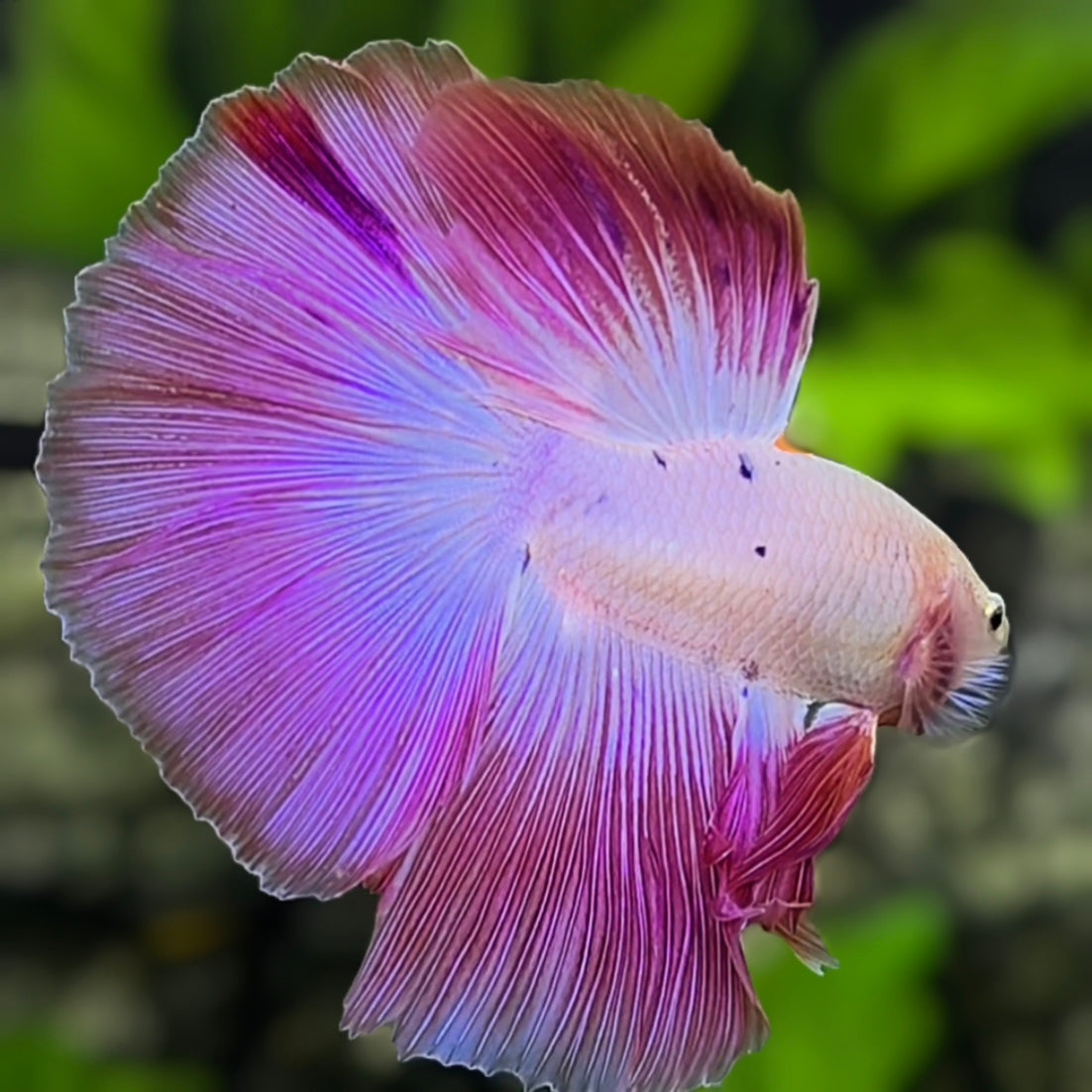 Pink Halfmoon Betta Fish Male #6