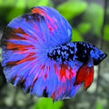 Avatar Blackstar Purple Red Fire Over Halfmoon Betta Fish Male