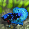 Avatar Turquoise Over HMPK Betta Fish Male