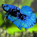 Avatar Turquoise HMPK Betta Fish Male