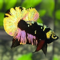 Avatar Blackstar Copper Green Gold HMPK Betta Fish Male