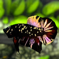 Avatar Blackstar Copper Gold HMPK Betta Fish Male