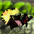 Avatar Blackstar Copper Gold HMPK Betta Fish Male