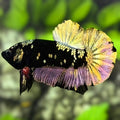 Avatar Blackstar Copper Purple Gold HMPK Betta Fish Male