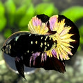 Avatar Blackstar Copper Purple Gold HMPK Betta Fish Male