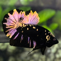 Avatar Black Panther Purple Gold HMPK Betta Fish Male