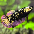 Avatar Blackstar Purple Copper Gold HMPK Betta Fish Female For Sorority / Breed