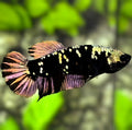Avatar Blackstar Copper Gold HMPK Betta Fish Female For Sorority / Breed