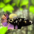 Avatar Blackstar Copper Purple Gold HMPK Betta Fish Female For Sorority / Breed