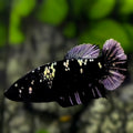 Avatar Blackstar Copper Purple HMPK Betta Fish Female For Sorority / Breed
