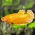 Solid Super Gold 24K HMPK Betta Fish Female For Sorority / Breed