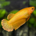 Solid Super Gold 24K HMPK Betta Fish Female For Sorority / Breed