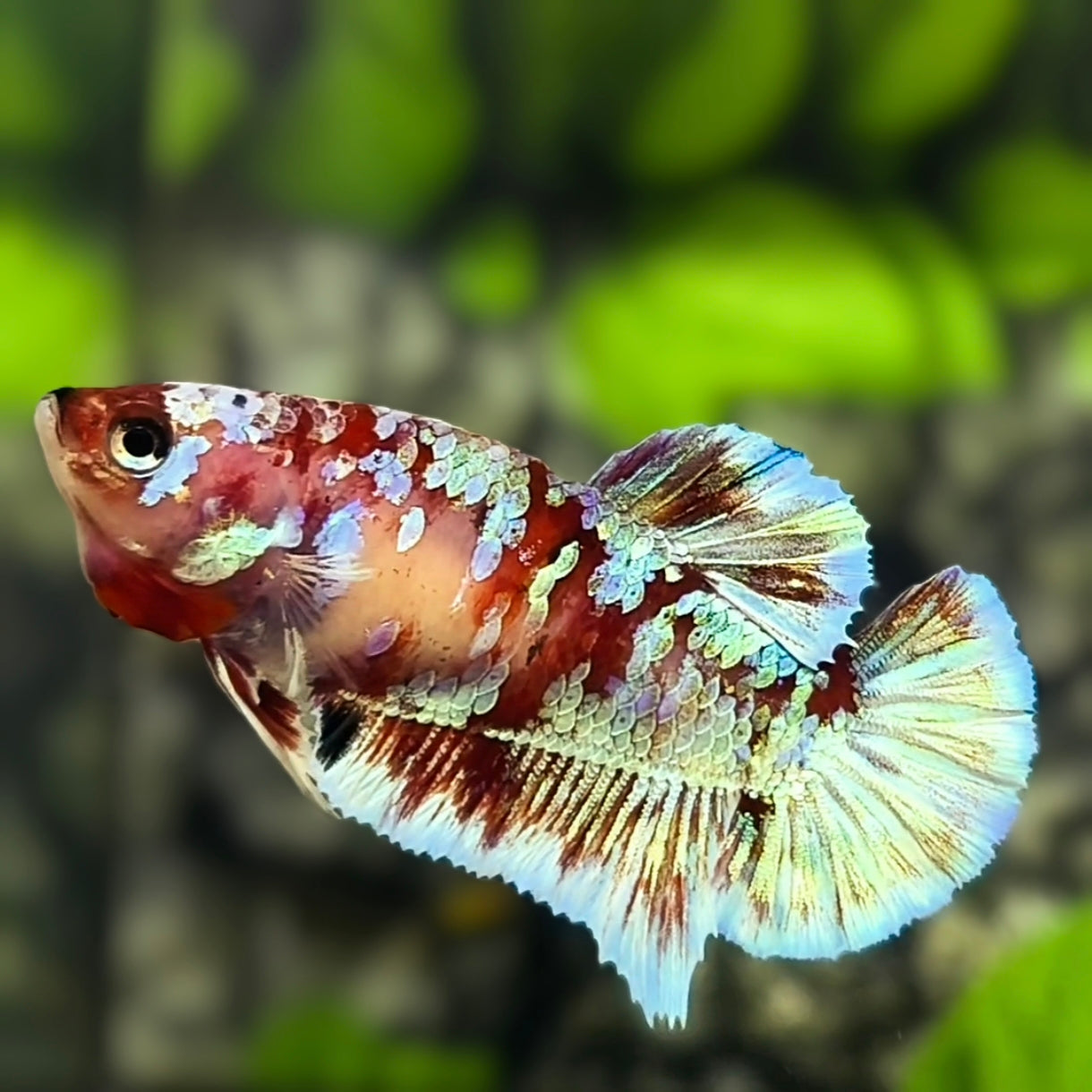 Red Barongsai HMPK Betta Fish Female For Sorority / Breed