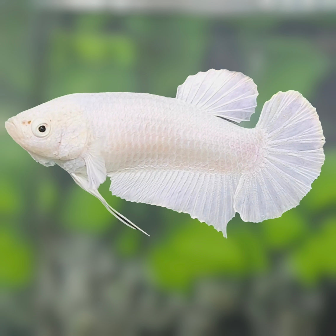 Solid Platinum White HMPK Betta Fish Female For Sorority / Breed