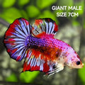 Multicolor Purple Pink Candy JUMBO GIANT HMPK Betta Fish Male