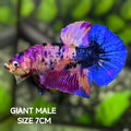 Multicolor Pink Candy JUMBO GIANT HMPK Betta Fish Male