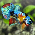 Yellowbase Multicolor Galaxy HMPK Betta Fish Male
