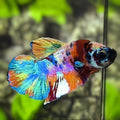 Multicolor HMPK Betta Fish Male