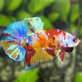 Yellowbase Multicolor Galaxy HMPK Betta Fish Male
