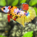 Yellowbase Multicolor Galaxy HMPK Betta Fish Male