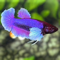 Purple Lavender Dumbo Ears HMPK Betta Fish Female For Sorority / Breed