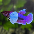 Purple Lavender Dumbo Ears HMPK Betta Fish Female For Sorority / Breed