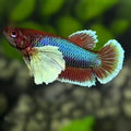 Green Salamander Dumbo Ears HMPK Betta Fish Female For Sorority / Breed