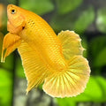 Solid Super Gold 24K HMPK Betta Fish Male