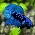 Avatar Blackstar Turquoise HMPK Betta Fish Male