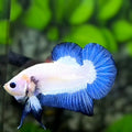 Blue Rim Butterfly HMPK Betta Fish Male