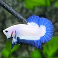 Blue Rim Butterfly Blue Ears HMPK Betta Fish Male