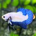 Blue Rim Butterfly Blue Ears HMPK Betta Fish Male