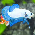 Turquoise Blue Rim Bicolor HMPK Betta Fish Male