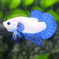 Blue Rim Bicolor Blue Ears HMPK Betta Fish Male