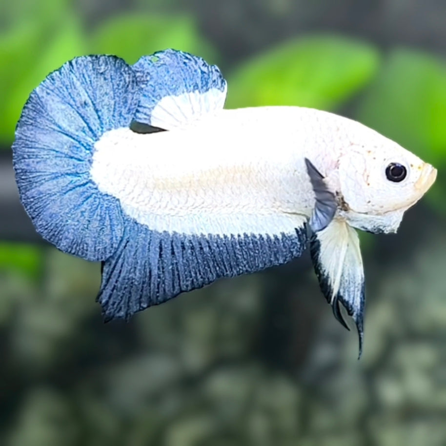 Steel Blue Rim Butterfly HMPK Betta Fish Male