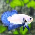 Blue Rim Bicolor HMPK Betta Fish Male